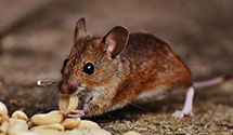 24 Hour & Emergency Exterminators in North Glenn, CO